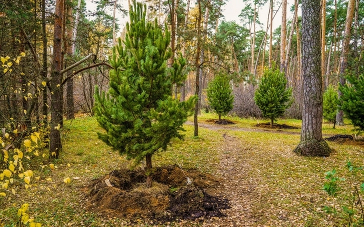 Лидеры саммита G20 договорились высадить триллион деревьев на Земле до 2030 года