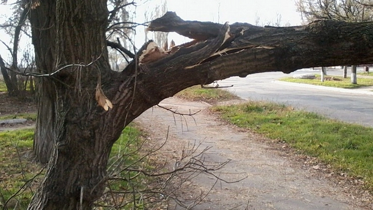 В Хачмазе упавшее дерево задавило насмерть 45-летнего мужчину