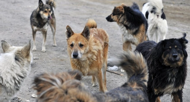 В Кюрдамире бродячие собаки напали на местного жителя и оторвали ему ухо