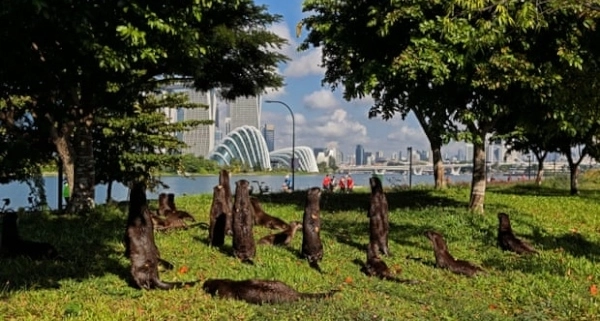 В Сингапуре мужчину во время прогулки покусали 20 выдр