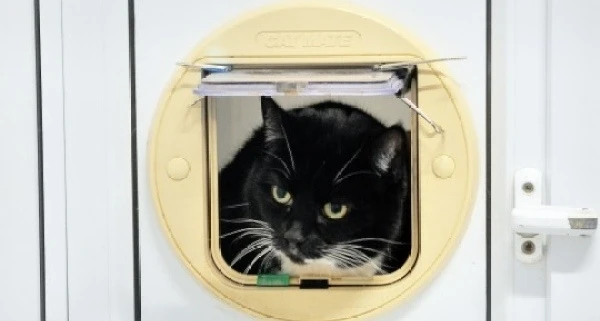 В Великобритании кошка из приюта сбросила лишние килограммы ради будущих хозяев