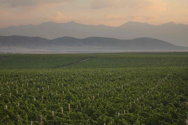 Триумф азербайджанского виноделия на самом престижном конкурсе Азии - ФОТО