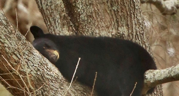 В США четыре медведя уснули на дереве в центре города - ФОТО
