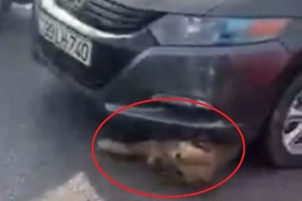 В Баку водитель, который, по утверждениям, является высокопоставленным лицом, переехал собаку - ВИДЕО