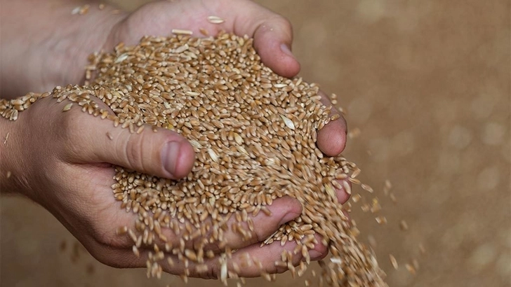 Импорт продукции для Государственного зернового фонда освобожден от таможенных пошлин