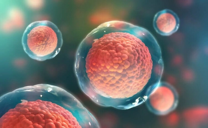 Биологи придумали, как замедлять рост стволовых клеток