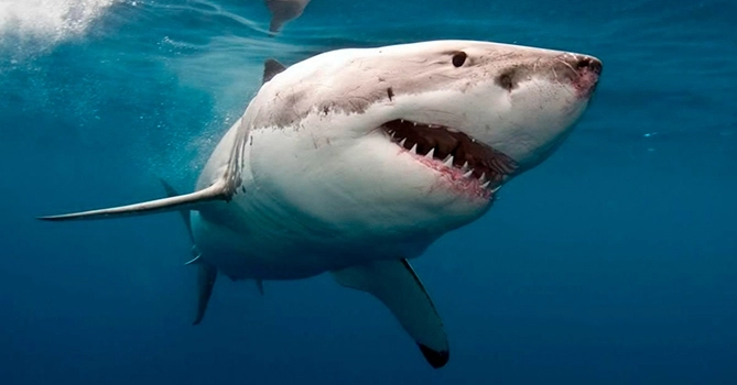 В Австралии мужчина погиб в результате нападении акулы