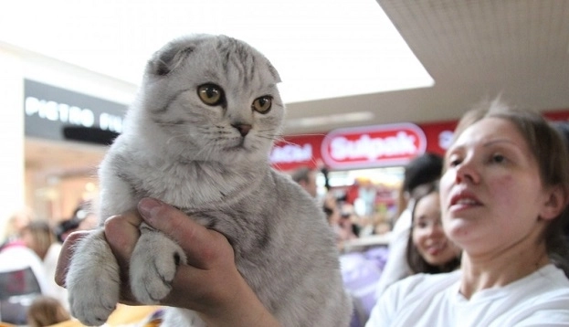 Международная федерация кошек запретила котам и кошкам из России участвовать в международных выставках