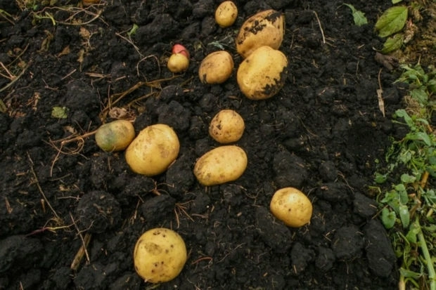Непрекращающиеся дожди в Джалилабаде нанесли серьезный ущерб посевам картофеля - ФОТО