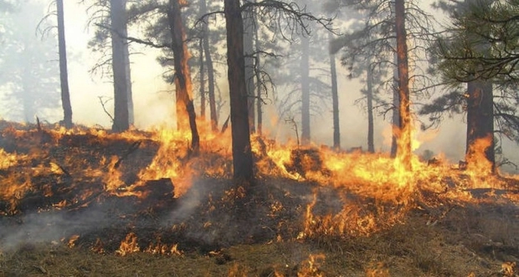 В лесу на территории Огузского района произошел пожар