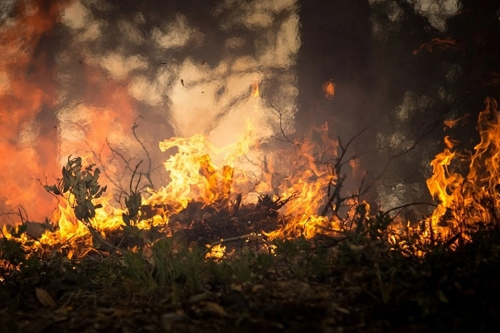 В Самухе в природном заповеднике вспыхнул пожар