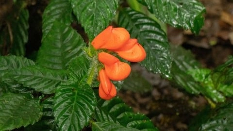 В Эквадоре обнаружили цветок, считавшийся вымершим 40 лет назад