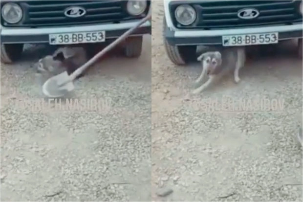 В Азербайджане мужчина ударил лопатой собаку - ВИДЕО