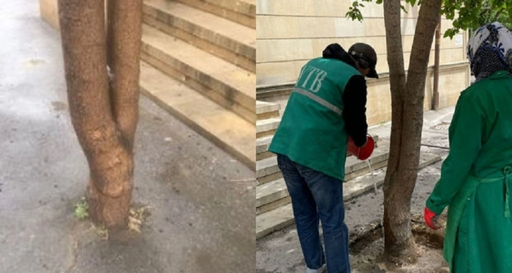 В Баку заасфальтировали лунки деревьев - ФОТО