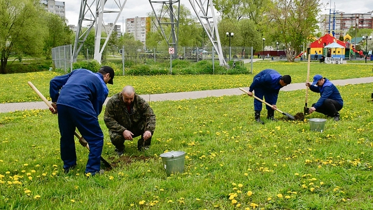 Азербайджанец подарил городу Владимиру 60 деревьев - ФОТО