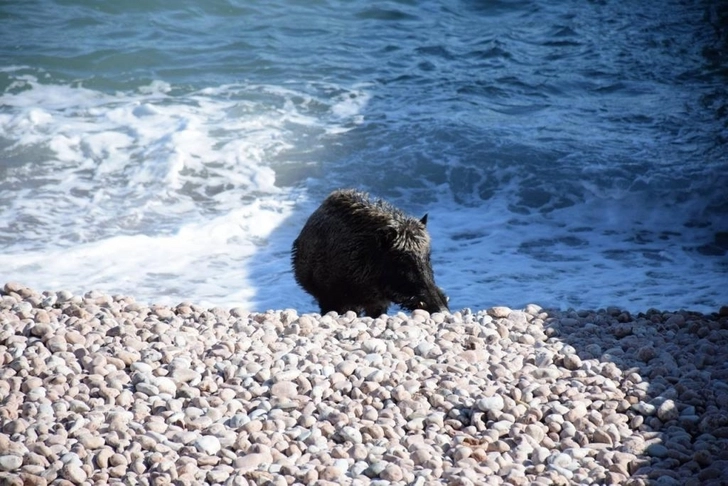 В Испании дикий кабан выбежал на пляж и укусил женщину – ВИДЕО