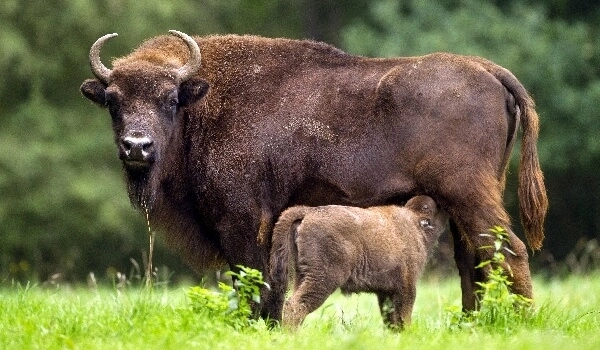 В Шахдагском национальном парке пополнение: родился еще один детеныш зубра - ФОТО