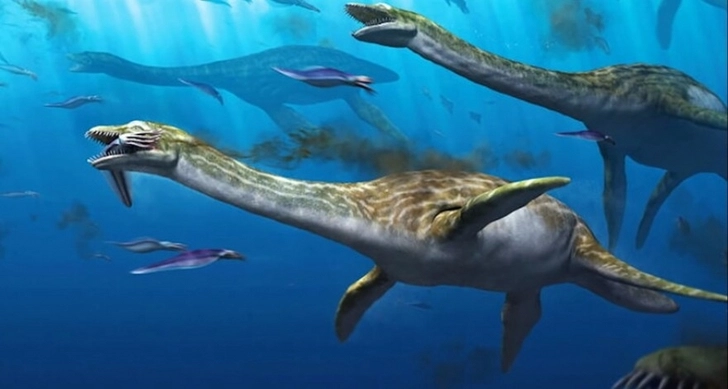 В России нашли скелет жившего более 240 миллионов лет назад ихтиозавра - ФОТО