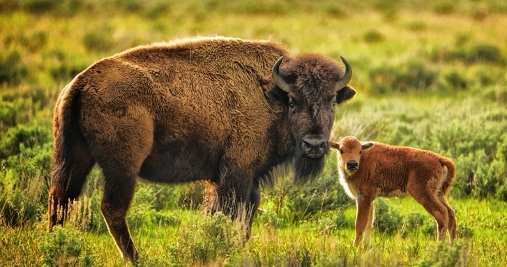 В Шахдагском Национальном парке появился на свет еще один детеныш зубра - ФОТО