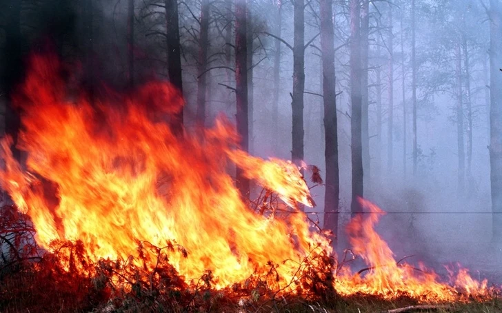 В Турции лесной пожар взят под контроль - ВИДЕО