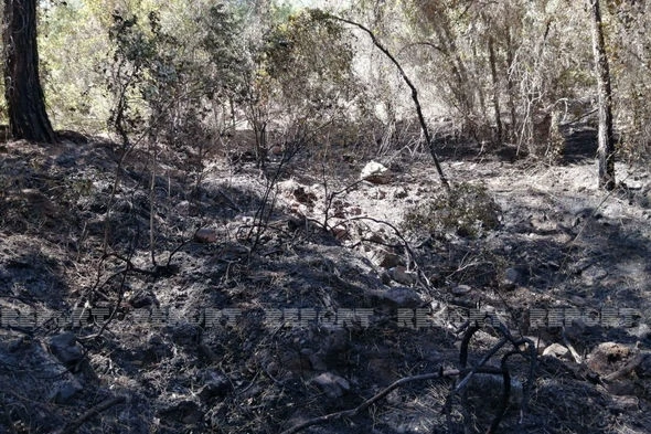 Лесные пожары в Турции взяты под полный контроль - ФОТО