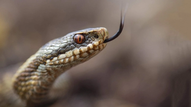 Обнародовано число лиц, которых укусили змеи в Джалилабаде и Билясуваре