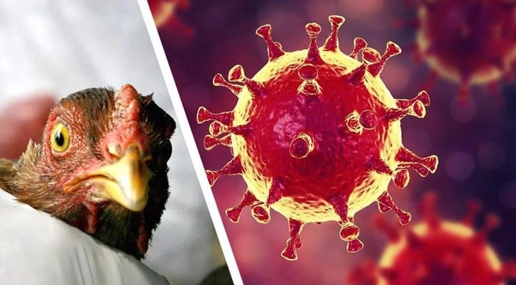 Риск распространения птичьего гриппа в Азербайджане: ограничен ввоз продукции птицеводства из 70 стран