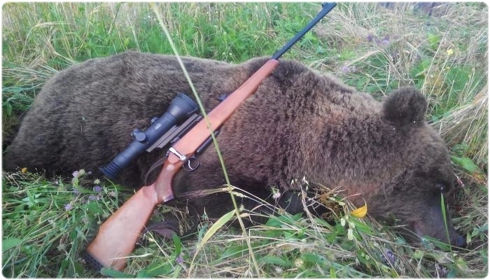 В Азербайджане уничтожаются медведи, занесенные в Красную книгу - ВИДЕО