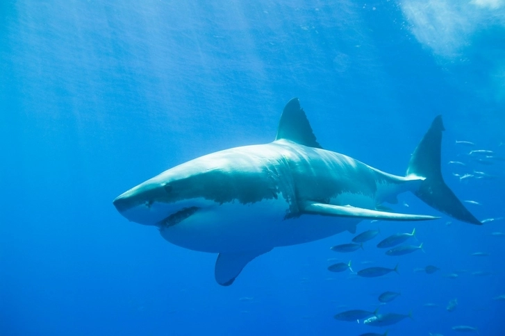 Еще один человек стал жертвой нападения акулы в Египте