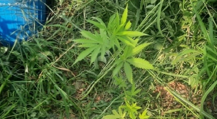 В Тертере задержан мужчина, выращивающий наркотические растения у себя во дворе - ФОТО