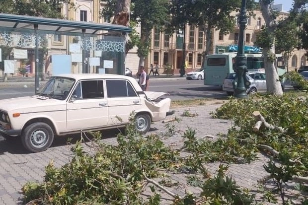 В Гяндже ветер повалил дерево на припаркованный автомобиль – ФОТО
