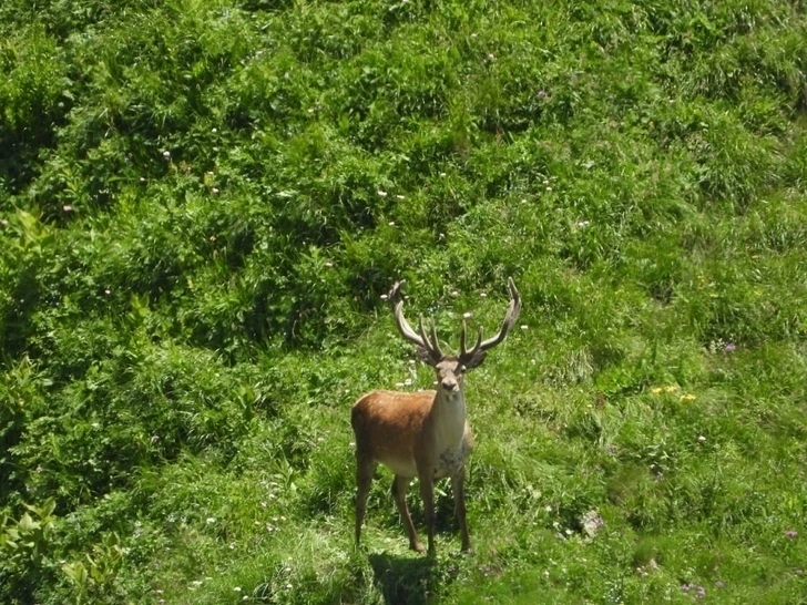 В Загатальском природном заповеднике зафиксировано увеличение численности Кавказского оленя - ФОТО