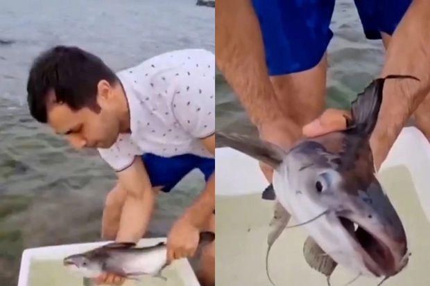 В Минэкологии прокомментировали кадры, на которых мужчина выпускает в Каспий «акулу» - ВИДЕО