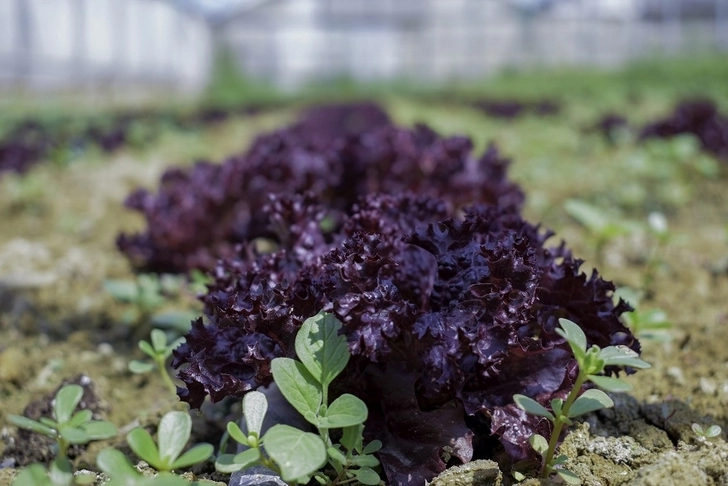 Media.az - Новости Азербайджана - Качественная продукция - залог успеха: Как азербайджанской компании удалось стать поставщиком McDonald`s