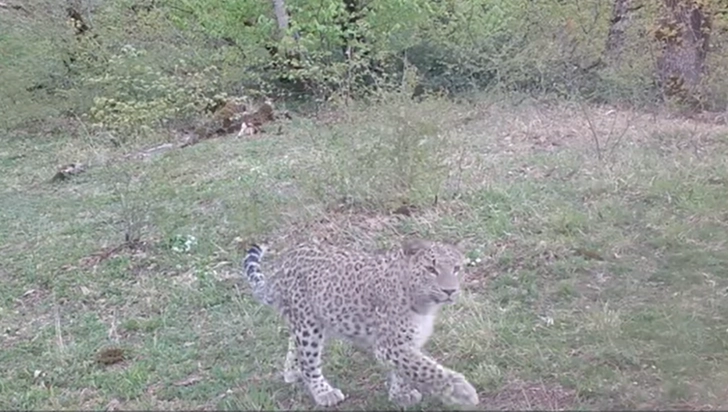 В Гирканском парке леопард попал в объектив камеры - ВИДЕО