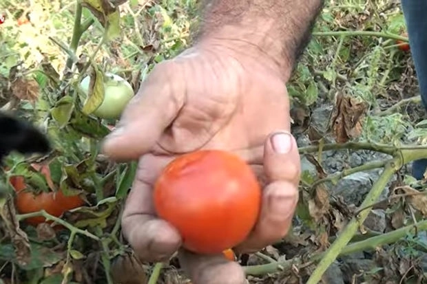 В Хачмазском районе суховей уничтожил тонны помидоров - ВИДЕО