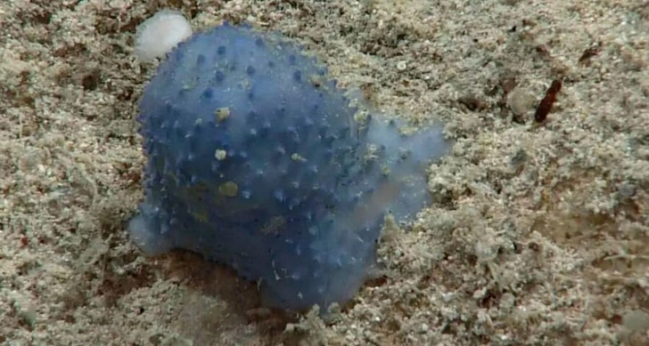 Биологи обнаружили на дне Карибского моря загадочное существо - ВИДЕО