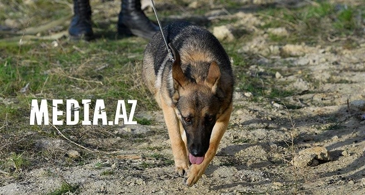 США отправят в Азербайджан собак-саперов