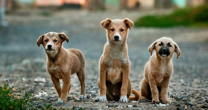ИВ города Баку начинает проект по борьбе с бродячими собаками - ФОТО