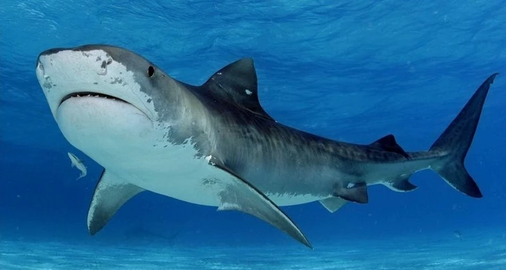 У берегов Австралии выловили таинственную улыбающуюся акулу - ФОТО