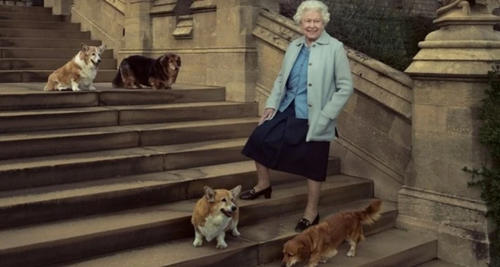В Британии после смерти Елизаветы II втрое подорожали щенки корги