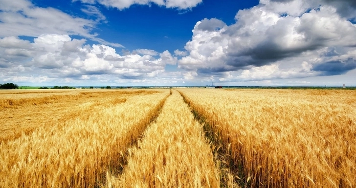 Посевные площади зерновых культур в Карабахе будут увеличены до 100 тысяч гектаров