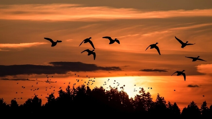 Популяция почти половины всех видов птиц в мире сокращается