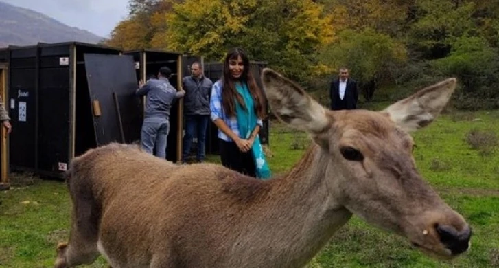 Лейла Алиева поделилась кадрами из поездки в Шахдагский национальный парк - ФОТО
