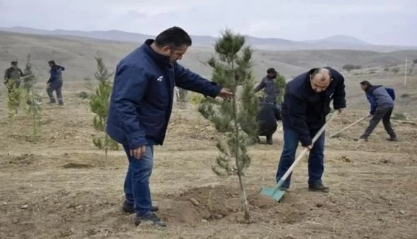 В Лачыне, Джебраиле и Зангилане прошли акции по посадке деревьев - ФОТО