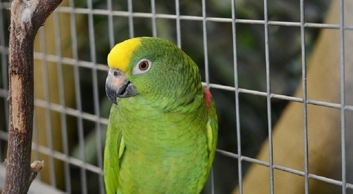 В Баку из зоомагазина украли восемь попугаев