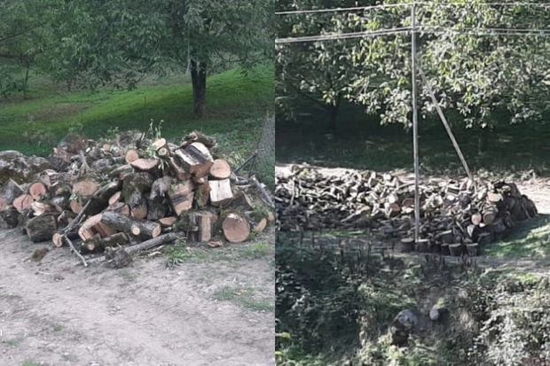 В МЭПР прокомментировали информацию о вырубке деревьев в Астаринском районе - ФОТО