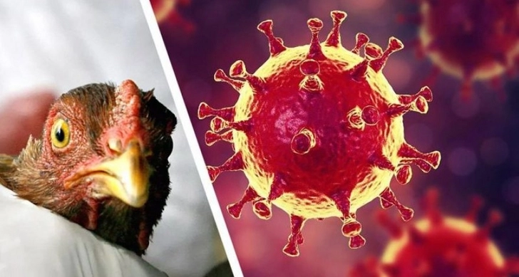В Китае зафиксировали случай заражения человека вирусом птичьего гриппа