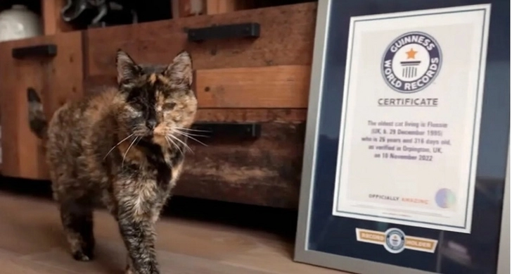Кошка-долгожительница попала в Книгу рекордов Гиннесса