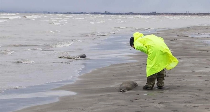 МЭПР: Выясняется причина гибели тюленей, обнаруженных на дагестанском побережье Каспийского моря